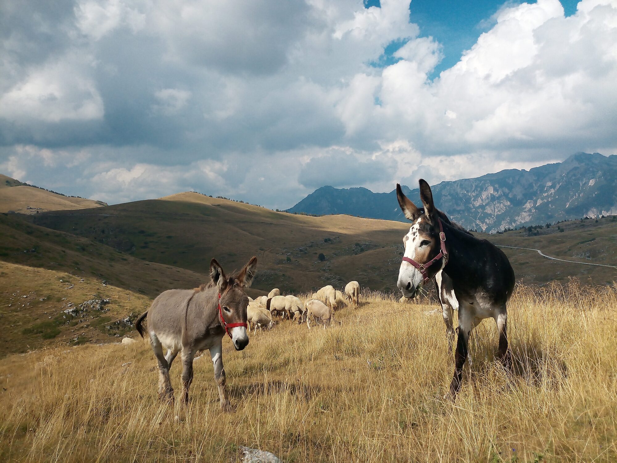 Due asini davanti al gregge sui pascoli aperti della Lessinia